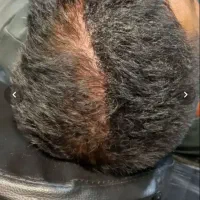 بعدکاشت جواب نگرفتی فقط اسکالپ کن