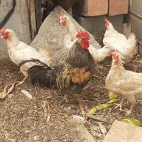 مرغ خروس