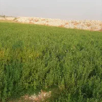 فروش یونجه بصورت یکجا