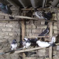 تهرونی پرسی و بپر