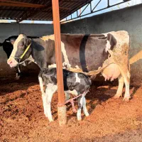 گاو تازه زاییده با گوساله سیمنتال۳۰کیلو شیر