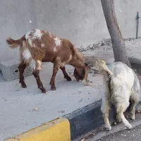 فروش کهره نر