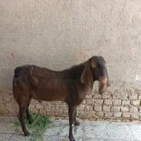 مری نر چهار قلو
