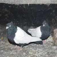 سینه کله پولکی خال کفتر