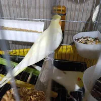 عروس هلندی مولد