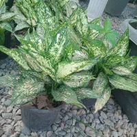 گل زیبای آگونمای برفی