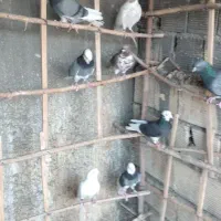 کبوتر پرشی درجه یک