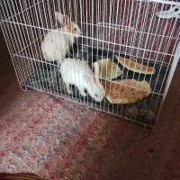 خرگوش