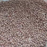 لوبیا چیتی شازند تمیز تمیز