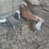 کبوتر