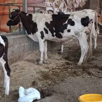 گاو باگوساله ماده سیمنتال 6شیر