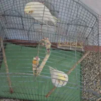 عروس هلندی