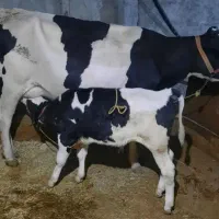 گاو وه گوساله پایه پروار ۲۸۰ کیلویی