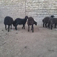 پنچ عدد بره نره شیرمست