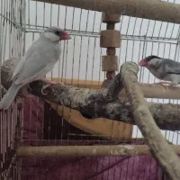 جفت نرگسی مولد عروسک
