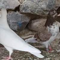 کبوتر