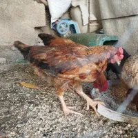 خروس