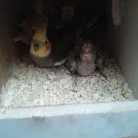 عروس هلندی