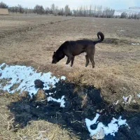 سگ سرابی