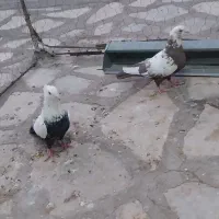 کفتر
