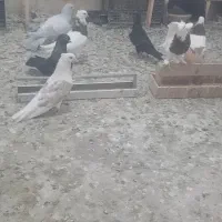 کبوتر