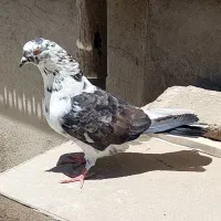 کفتر