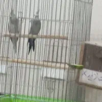 عروس هلندی