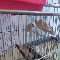 جفت طوطی برزیلی