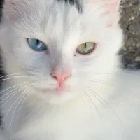 گربه ترکیش وان نر جهت جفت گیری