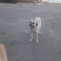 سگ عراقی ماده