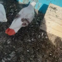گمشده