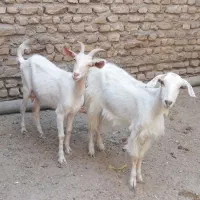 بز سانن یک ساله