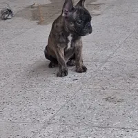 فرنچ بولداگ اصیل