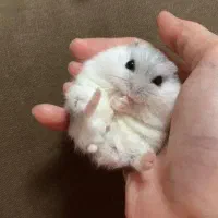 همستر های عروسکی و مینیاتوری