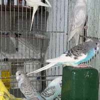 مرغ عشق انگلیسی