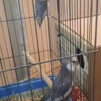 عروس هلندی سینامون مولد با *تکرار کلمات*