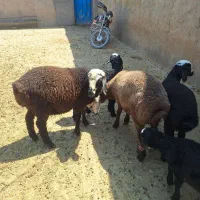 بره نر|حیوانات مزرعه|شال, |دیوار