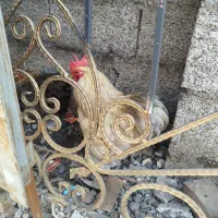 مرغ‌وخروس