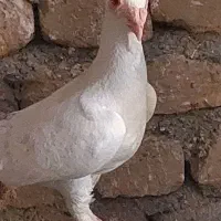 کبوتر گرفتنی
