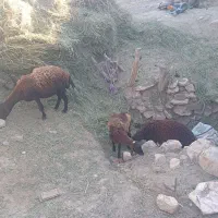 گوسفند فروشی فوری