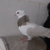 کبوتر طوقی