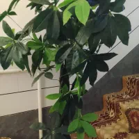 درختچه مصنوعی