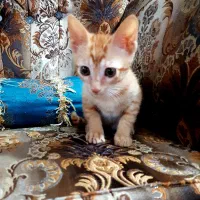واگذاری رایگان بچه گربه