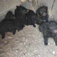 فروش توله سگ ژرمن