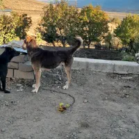 سگ پژدر|سگ|سنندج, |دیوار