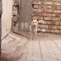 پاپی|سگ|تربت جام, میان جام|دیوار