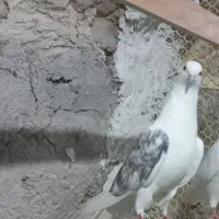 کبوتر|پرنده|شازند, |دیوار