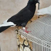کبوتر های خوبب و سر حال