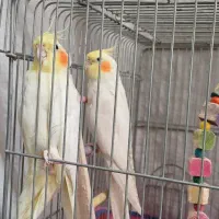 عروس هلندی