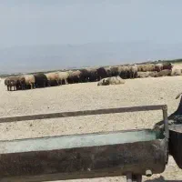 میش داشتی